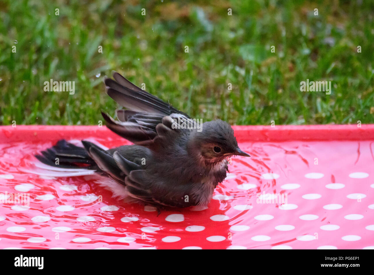 Baby white wagtail (Motacilla alba) bird washing in water on red plastic tray. Stock Photo