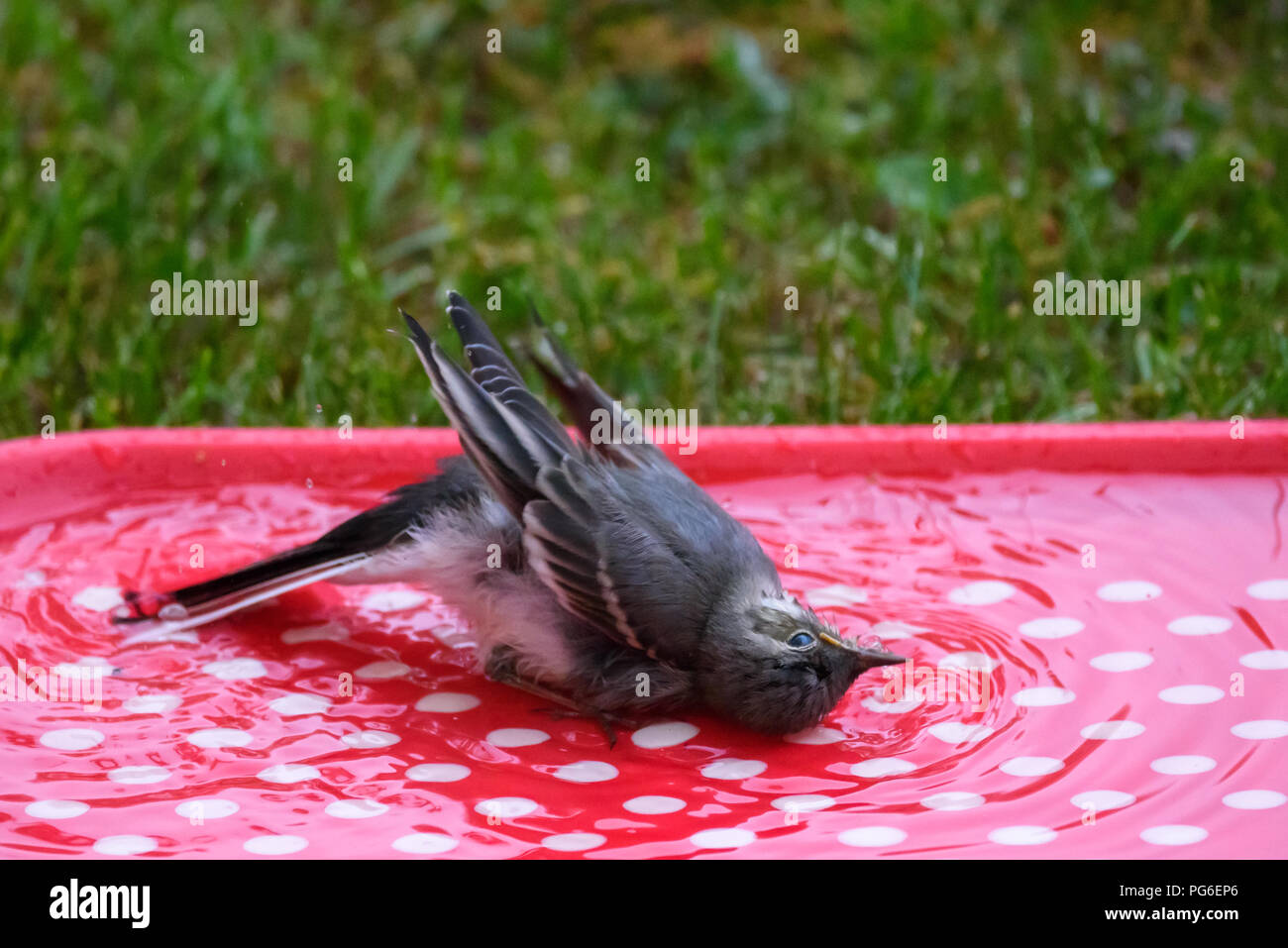 Baby white wagtail (Motacilla alba) bird washing in water on red plastic tray. Stock Photo