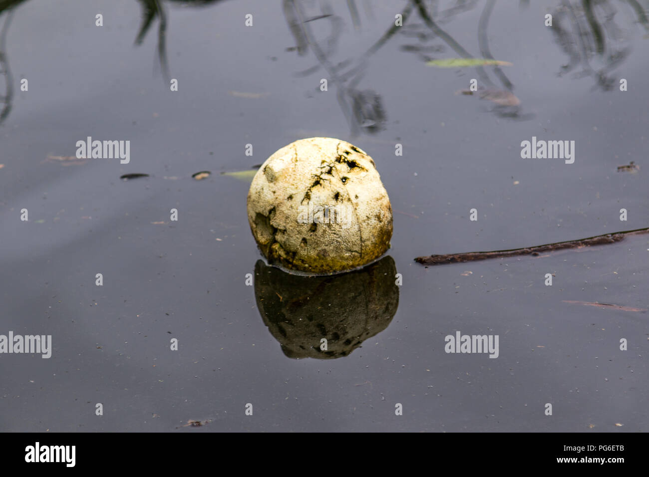 Crocodile bite marks on crab trap float in river Stock Photo