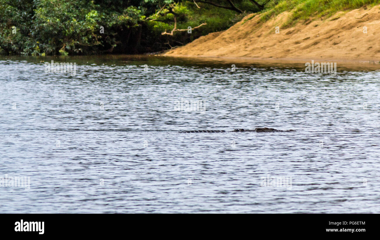 Crocodile in Australian river Stock Photo