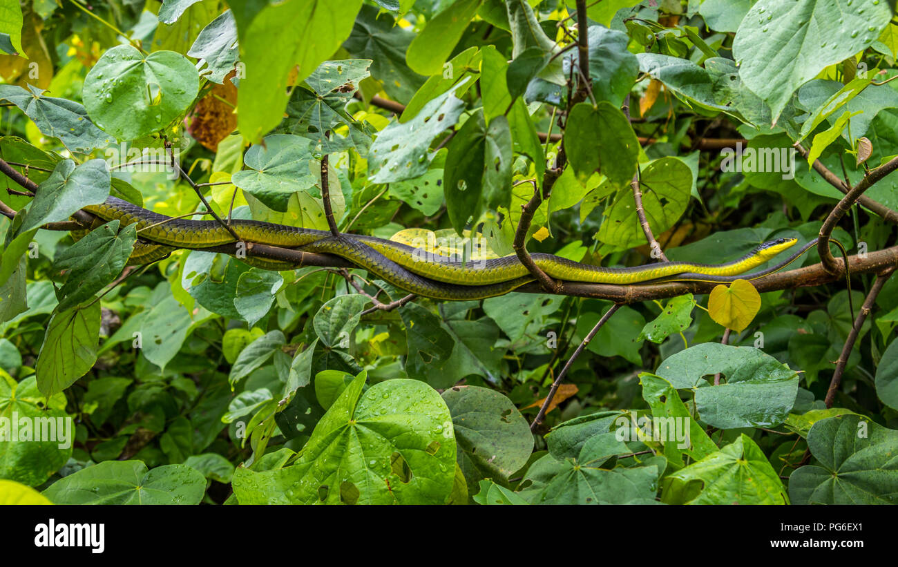 Green tree snake in rainforest Stock Photo Alamy