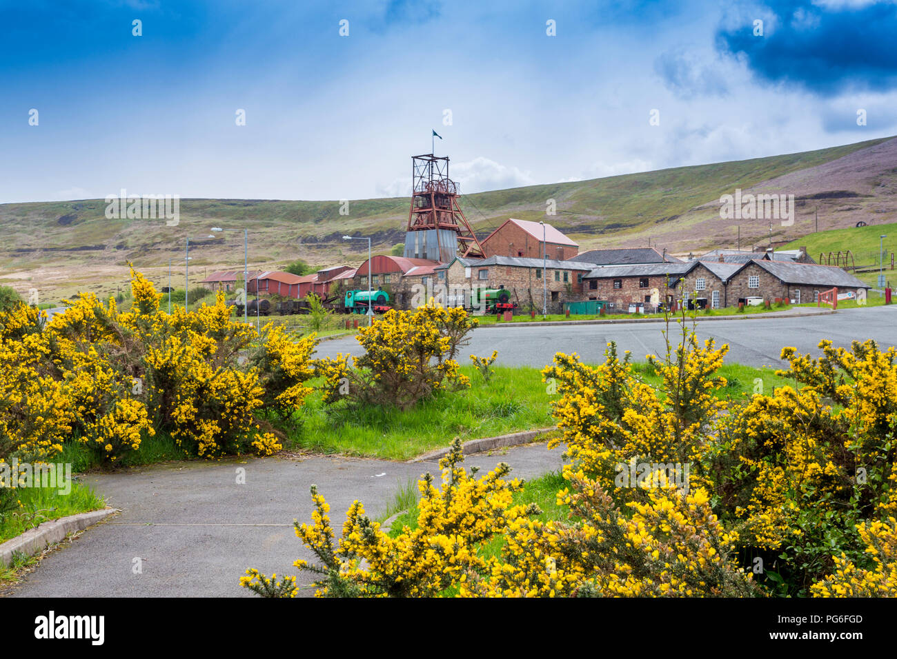 Vibrant gorse bushes in front of Big Pit - a former coal mine now a UNESCO World Heritage Site in Blaenavon, Gwent, Wales, UK Stock Photo