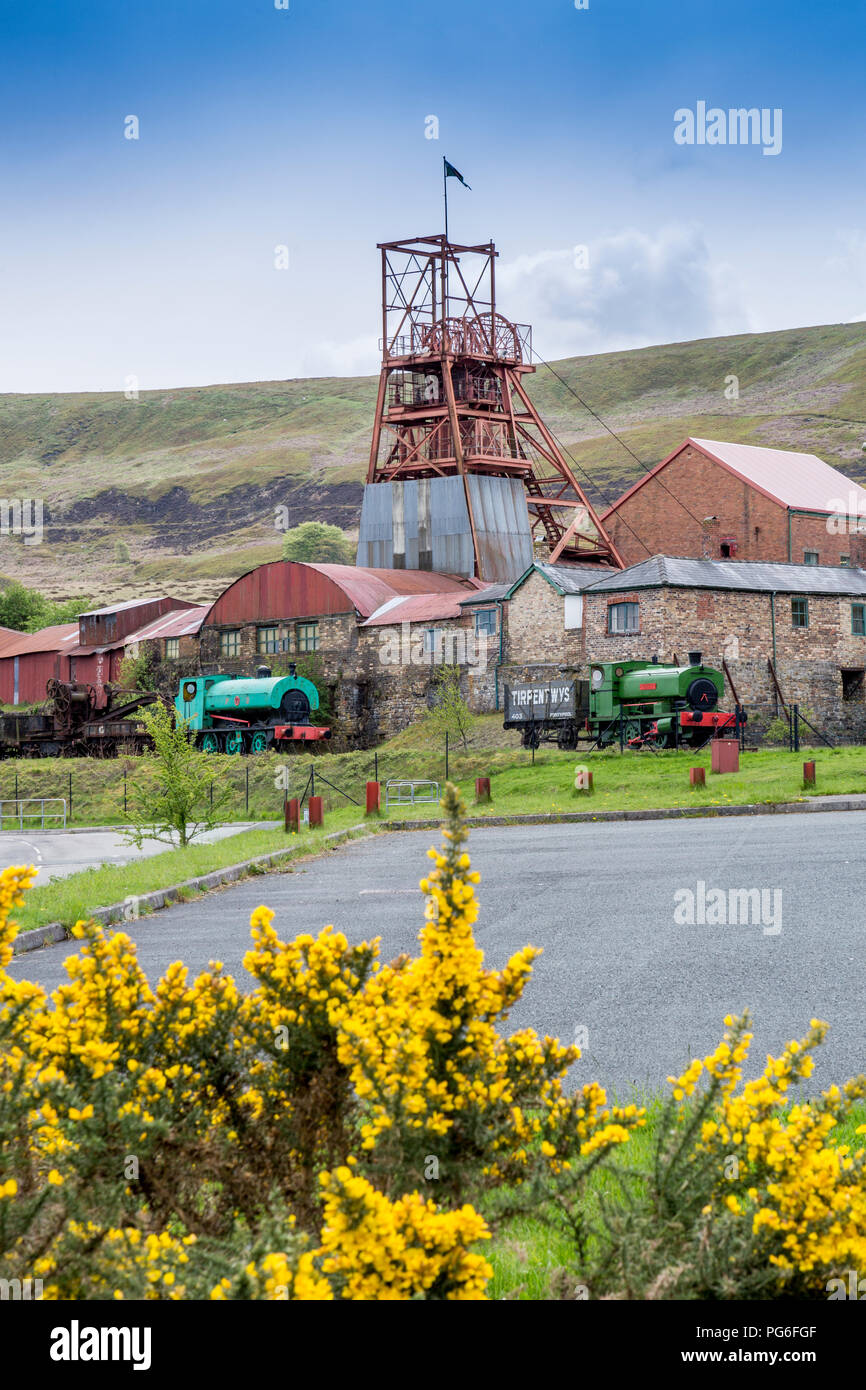 Vibrant gorse bushes in front of Big Pit - a former coal mine now a UNESCO World Heritage Site in Blaenavon, Gwent, Wales, UK Stock Photo