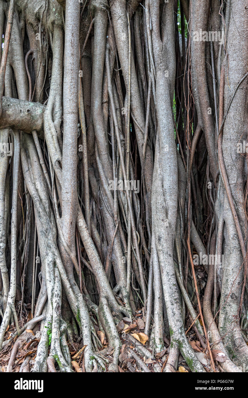 Close up of tree roots in tropical rainforest Stock Photo - Alamy