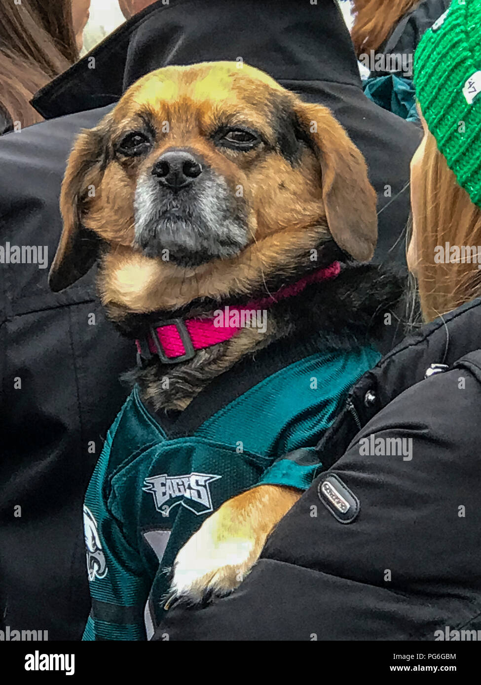 Canine Philadelphia Eagles fan sporting the team jersey. Stock Photo