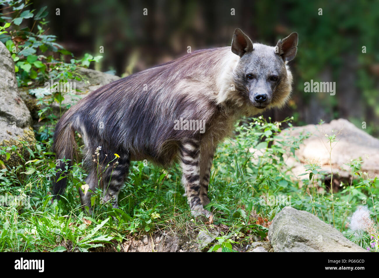 Hyena čabraková (Parahyaena brunnea), Zoologická zahrada, Troja, Praha