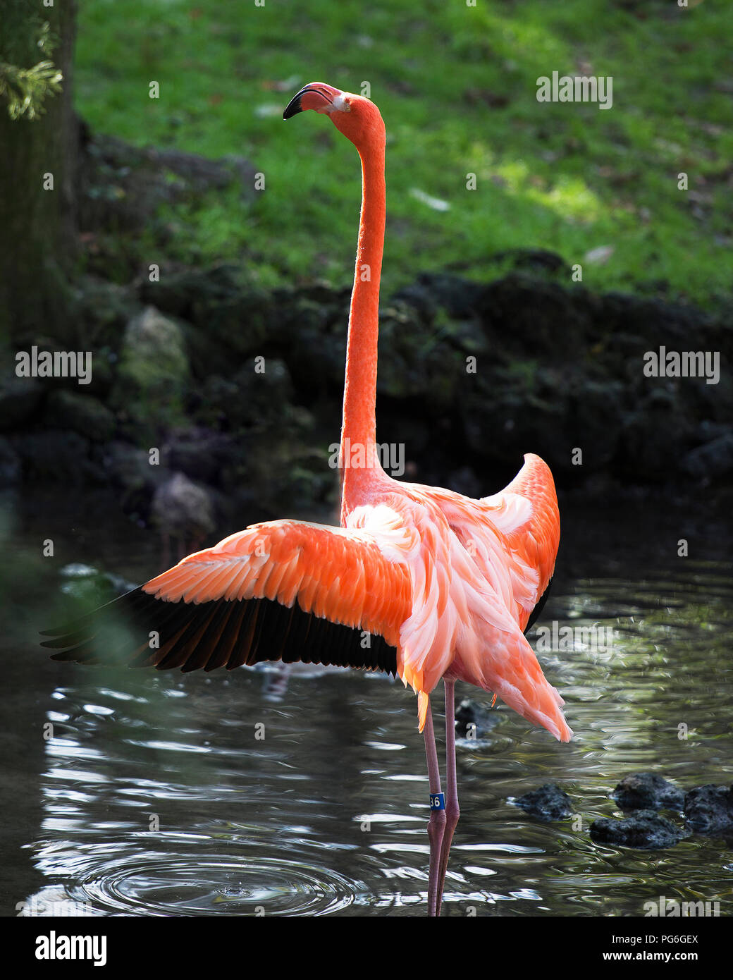 Flamingo bird with its wings spread in its surrounding Stock Photo - Alamy