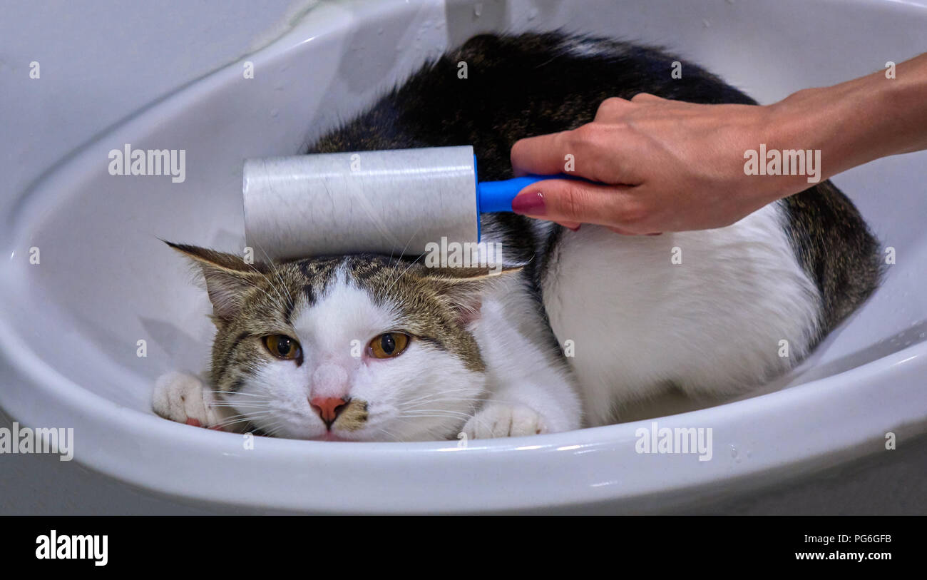 Female hand cleaning a multi colored cat with a roller in the sink animal portrait Stock Photo