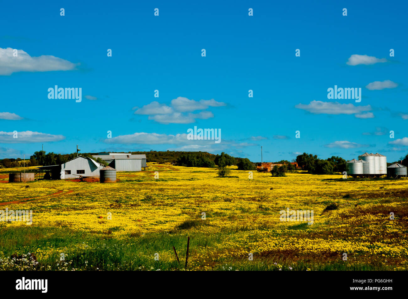 Yellow Wildflowers in the Mid West Western Australia Stock Photo Alamy