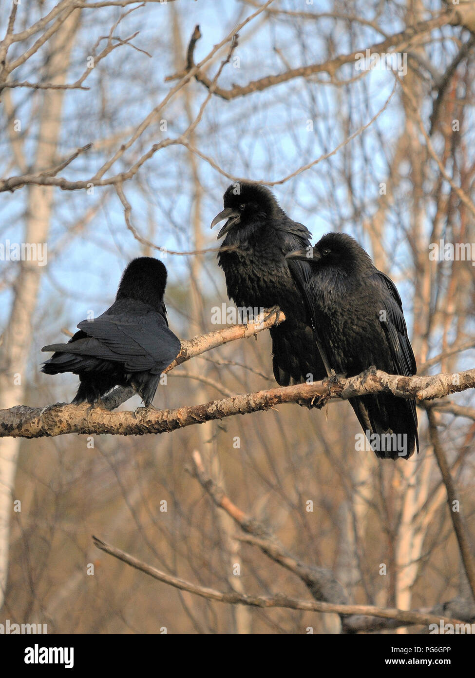 Raven birds enjoying the day in its surrounding. Stock Photo