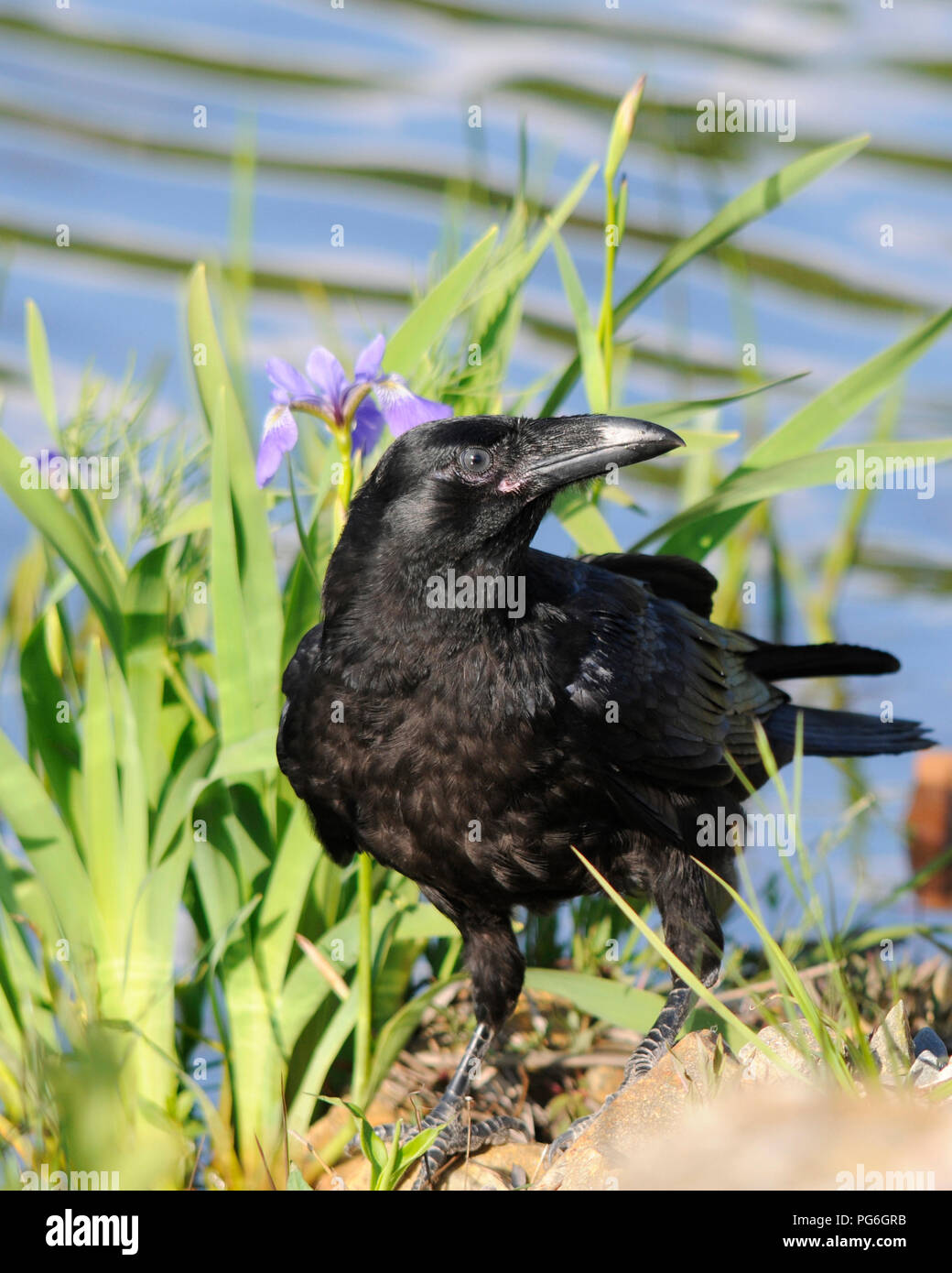 Raven bird enjoying the day in its surrounding. Stock Photo