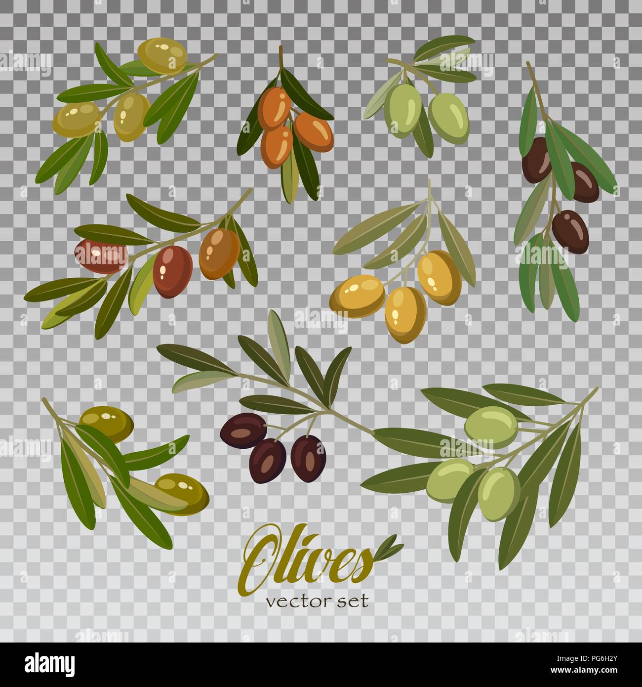 Set of isolated olive oil branches with berries for vegetarian food or vegan nutrition, eco paint. Greek or italian healthy berry foliage. Harvest and agriculture, diet ingredient, tree garden theme Stock Vector