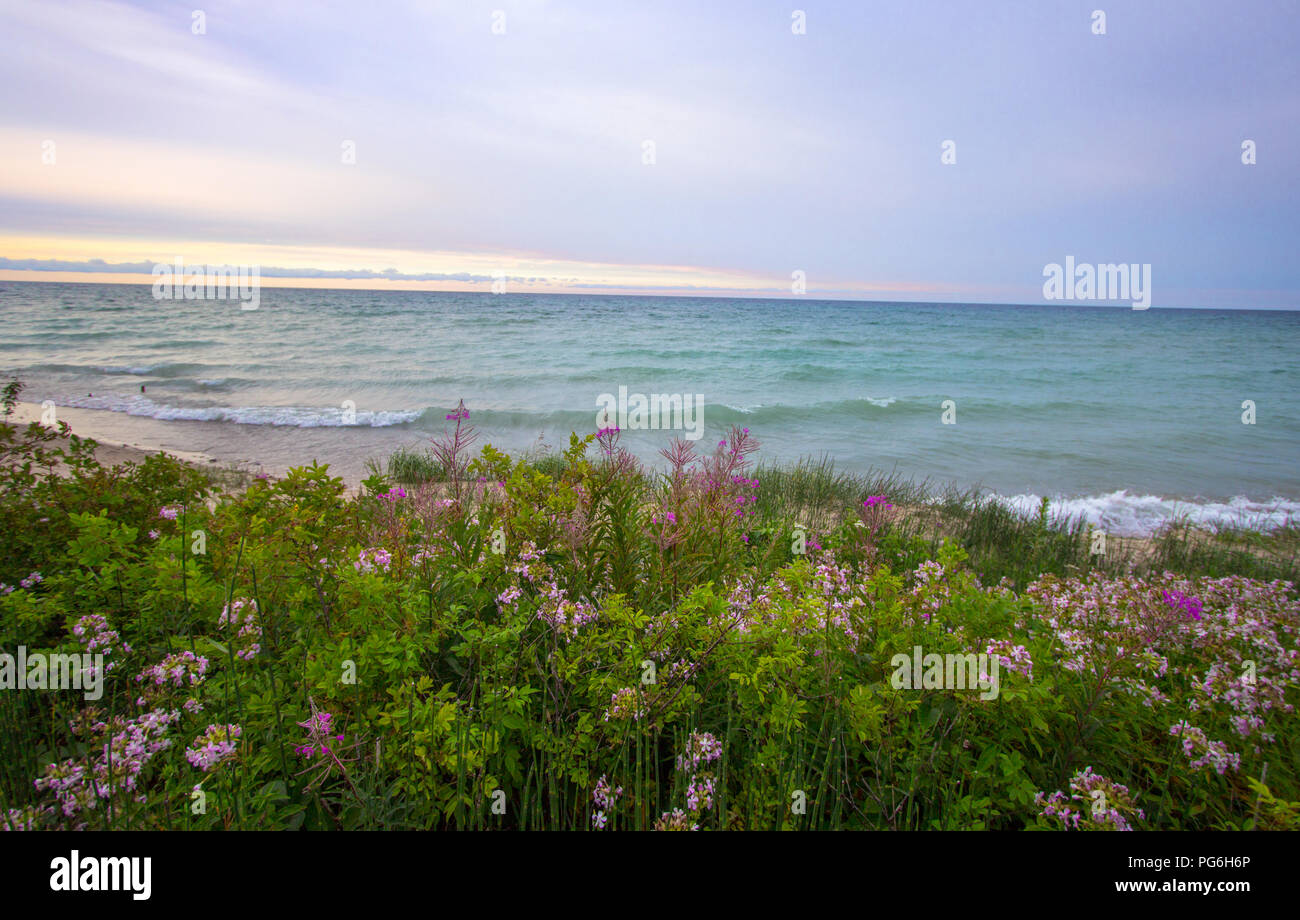Michigan Wildflower Beach Sunset Background. Wildflowers and waves on the shore of a sandy Great Lakes beach with a scenic blue water sunset horizon. Stock Photo