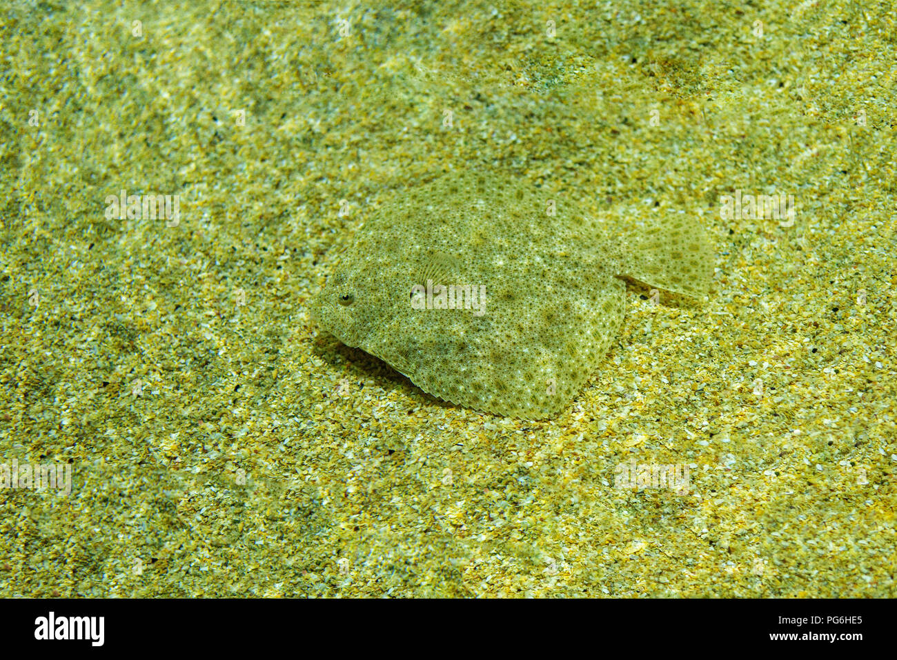 Flat fish camouflage hires stock photography and images Alamy