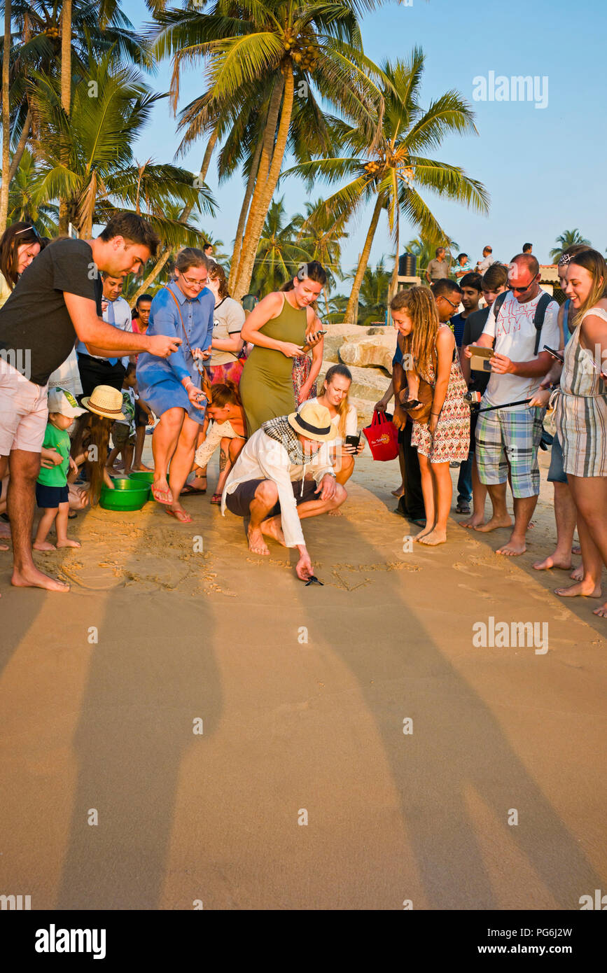 Vertical view of tourists helping to release baby turtles back to the wild in Sri lanka. Stock Photo
