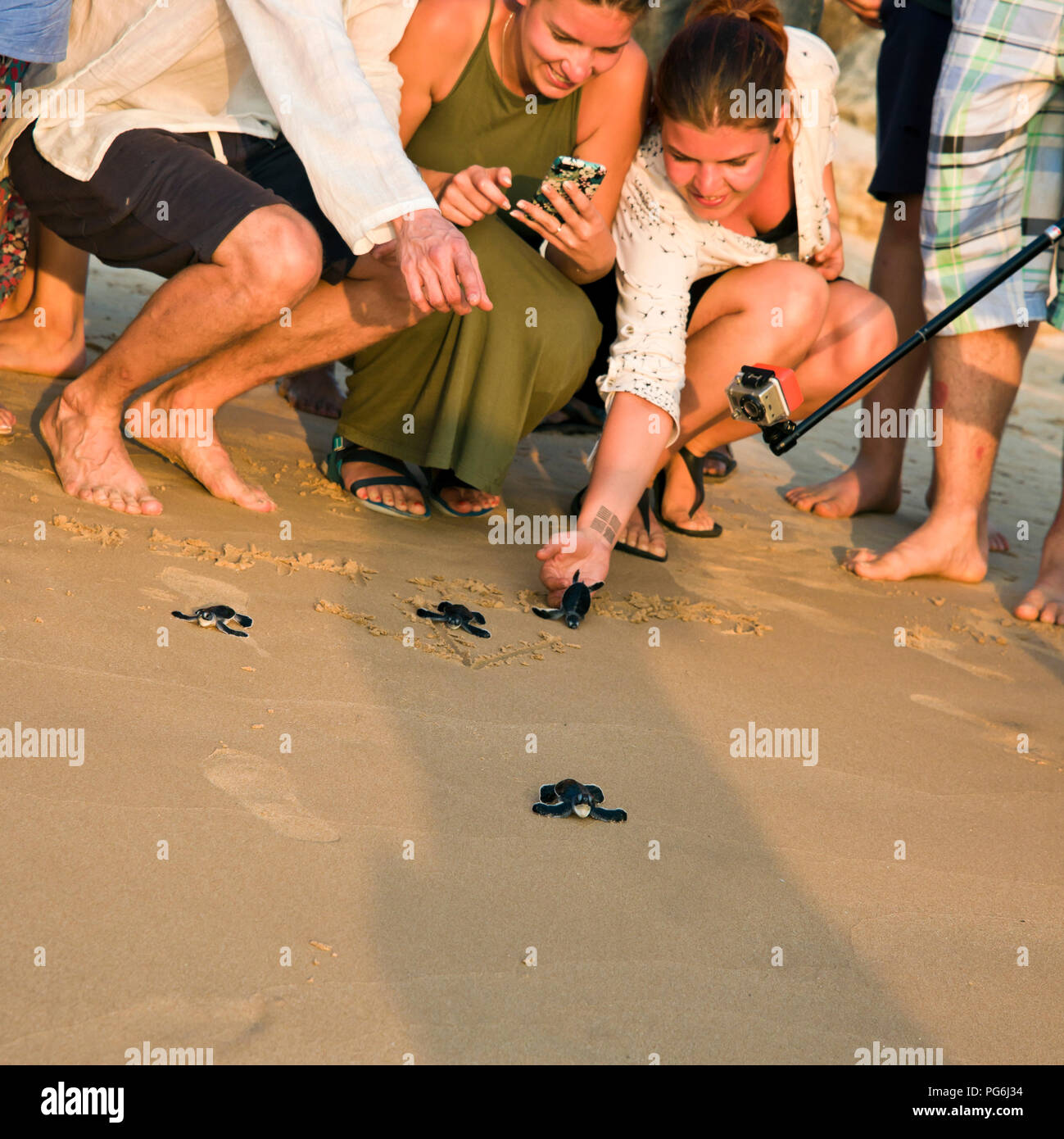 Square close up of tourists helping to release baby turtles back to the wild in Sri lanka. Stock Photo