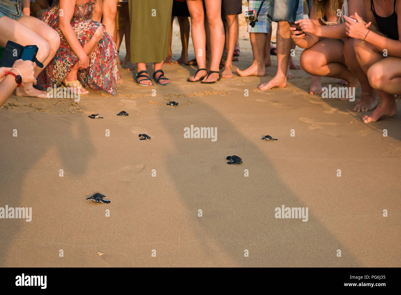 Horizontal view of baby turtles being released back to the wild in Sri lanka. Stock Photo