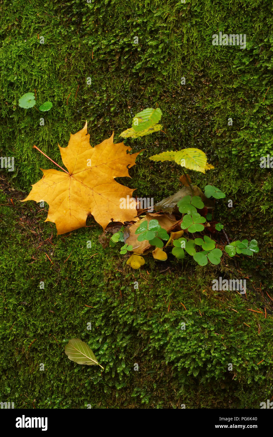 The stone covered by a moss with the fallen yellow maple leaf Stock ...