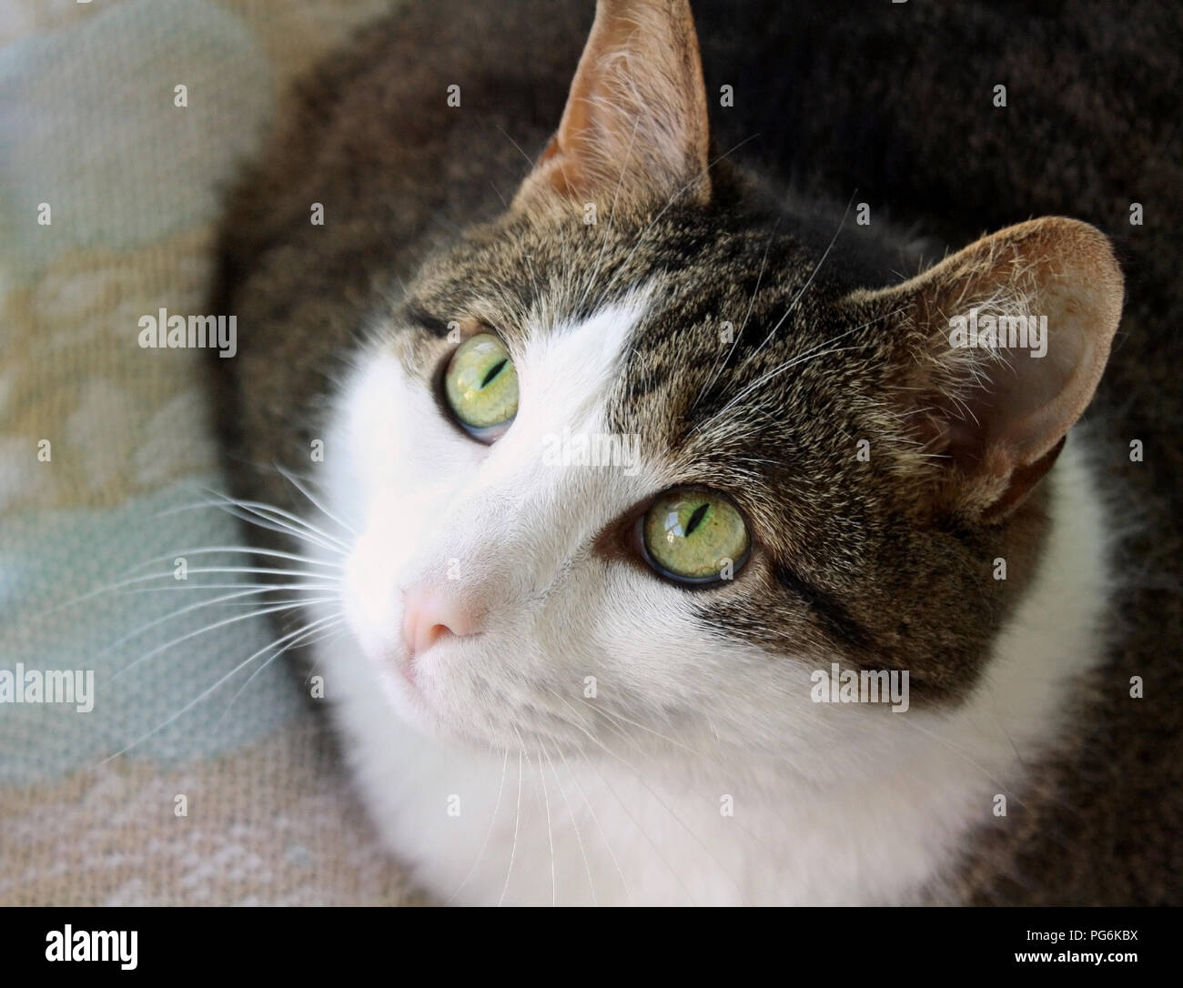 Beautiful cat with bright green eyes looking up Stock Photo