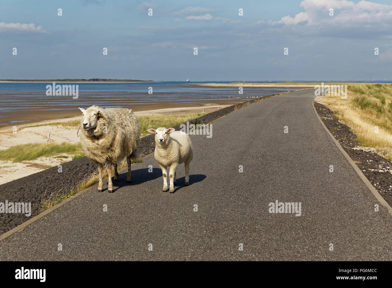 Germany, North Frisia, Sylt, Sheep on country road Stock Photo