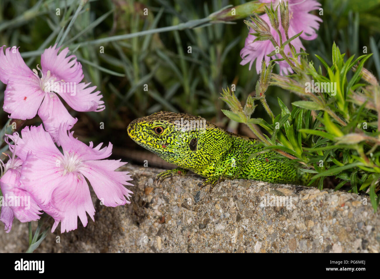 Sand lizard (Lacerta agilis), male on wall between Cheddar pinks, Baden-Württemberg, Germany Stock Photo