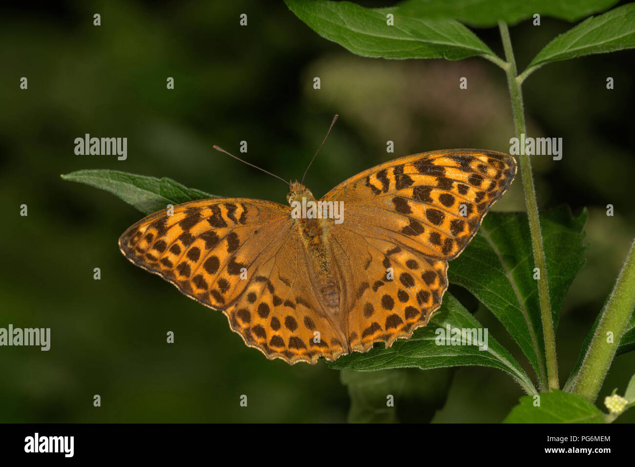 Silver-washed fritillary (Argynnis paphia) with open wings, Baden-Württemberg, Germany Stock Photo