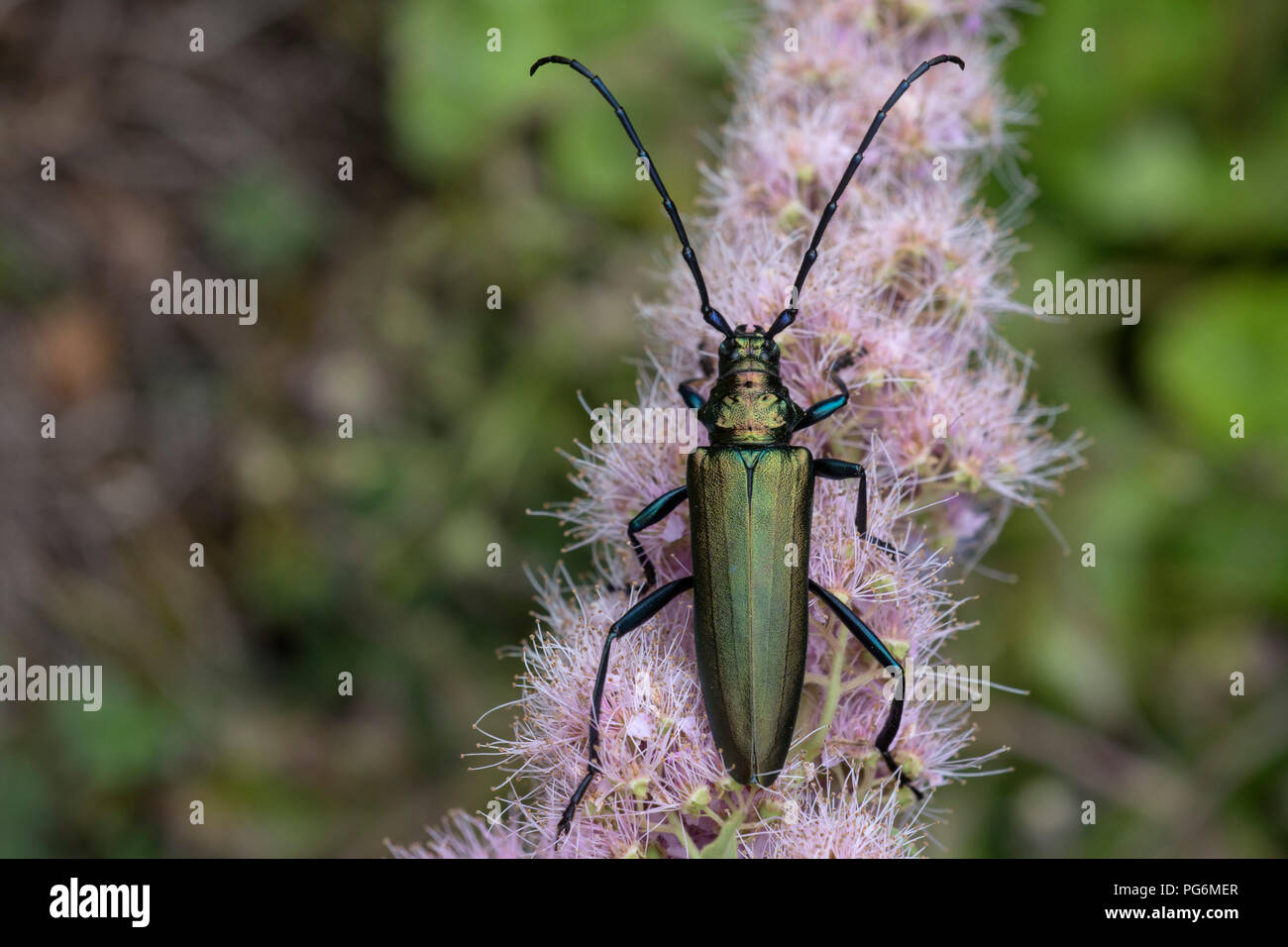 Musk beetle (Aromia moschata) on flower of willow-leaved spirea shrub(Spiraea salicifolia), Baden-Württemberg, Germany Stock Photo