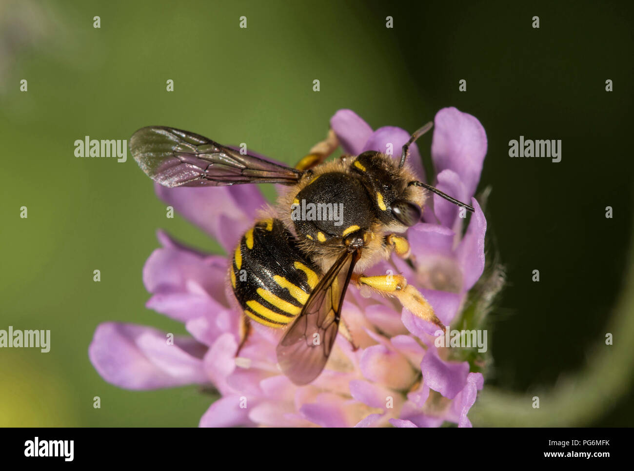 European wool carder bee (Anthidium manicatum) on Field scabious (Knautia arvensis), Baden-Württemberg, Germany Stock Photo