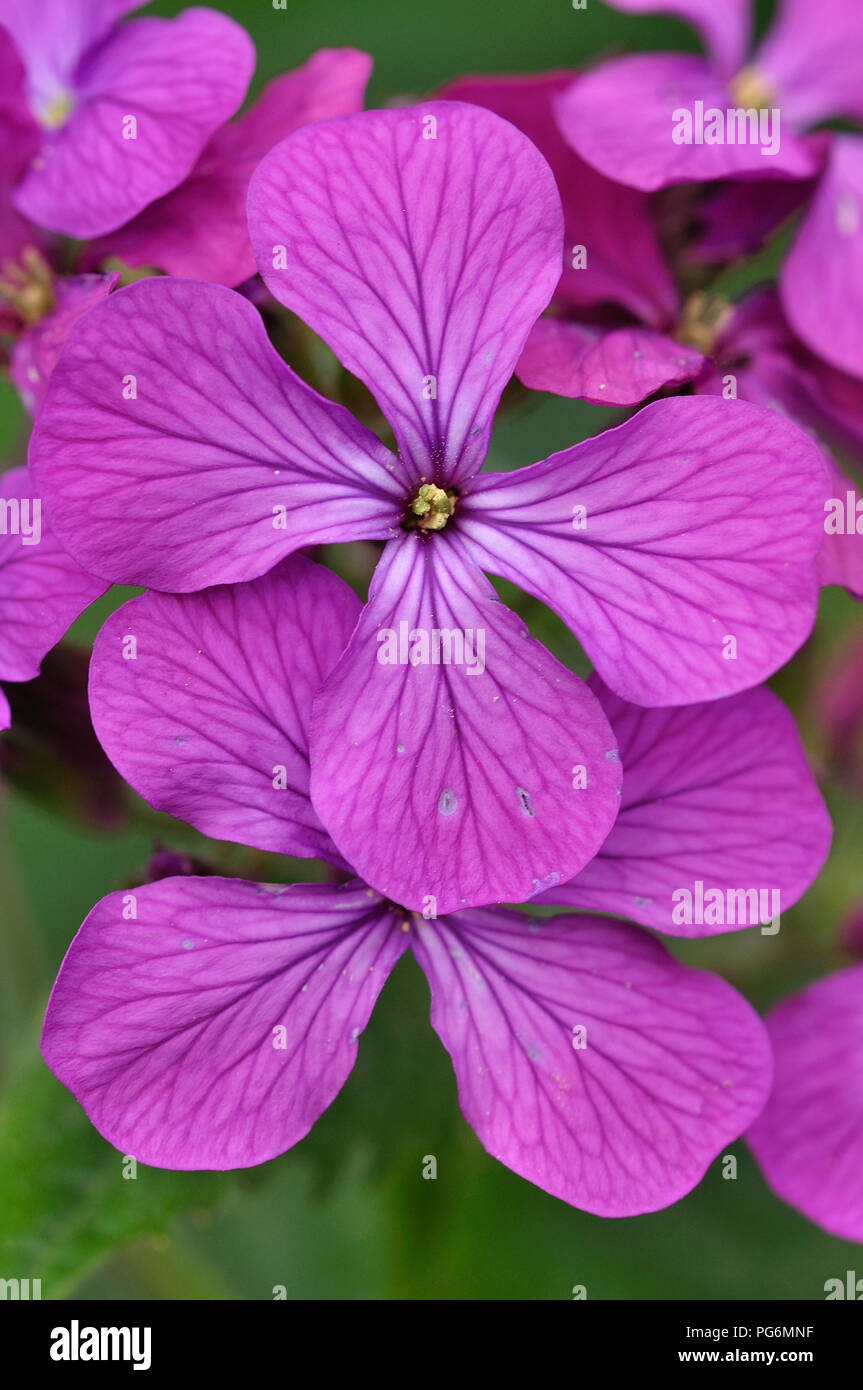 Honesty flower hires stock photography and images Alamy