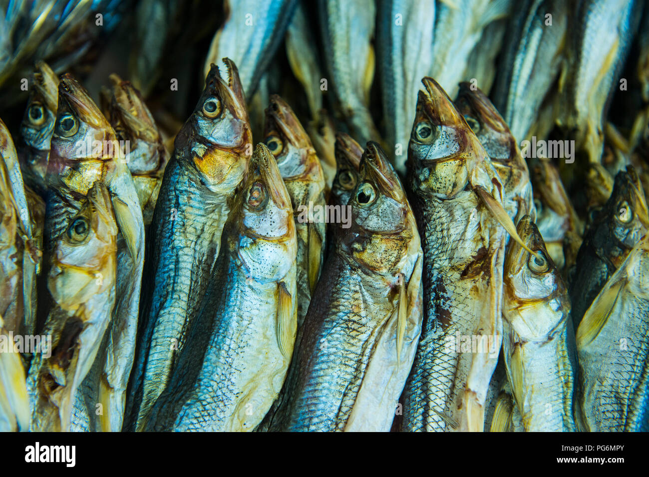 Fishes for sale, Fishmarket, Petropavlovsk-Kamchatsky, Kamchatka, Russia Stock Photo