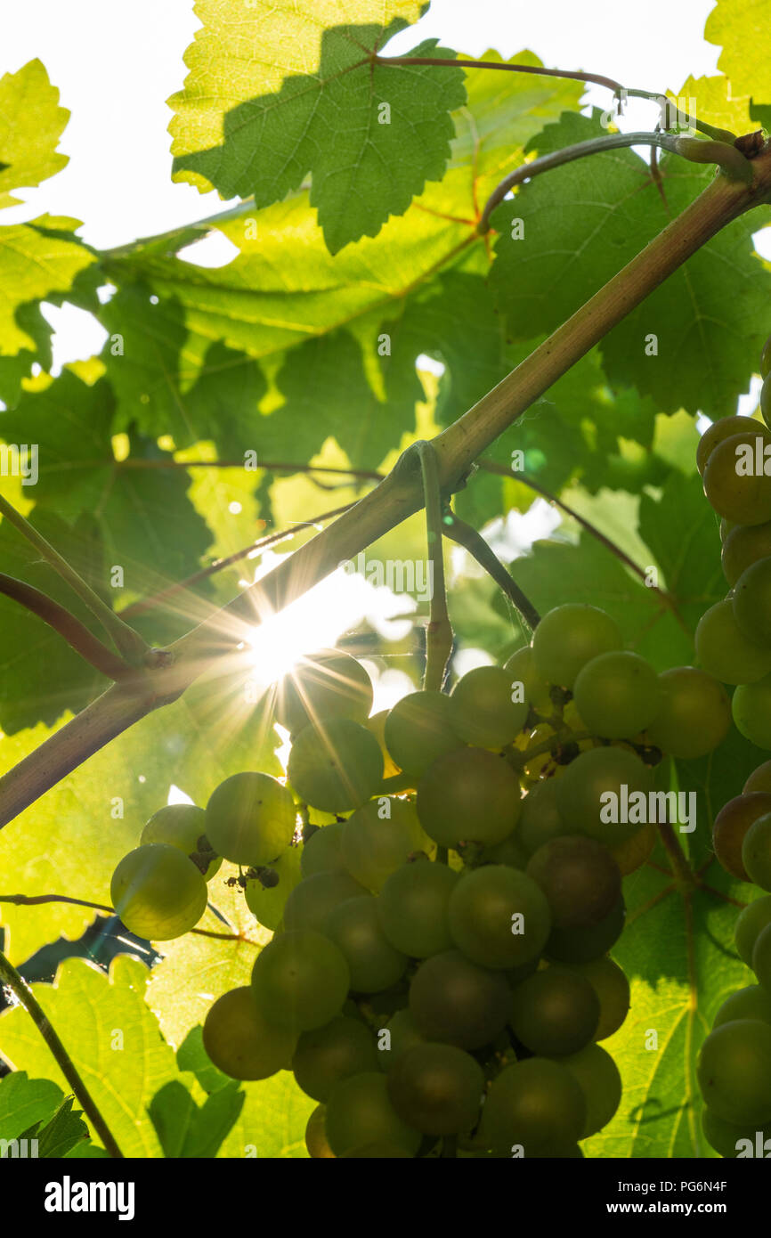 A star shaped sun shining through the leaves of the common grape vine (Vitis Vinifera) onto a bunch of white grapes in Austria Stock Photo