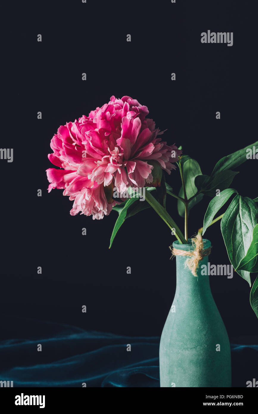 pink spring peony flower in vase on dark background Stock Photo - Alamy
