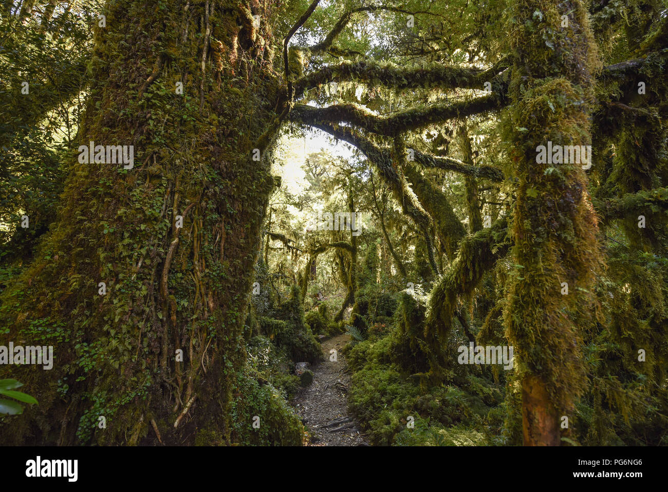 El Bosque Encantado, enchanted or bewitched forest, temperate rainforest with moss and lichen, Carratera Austral, Queulat Stock Photo