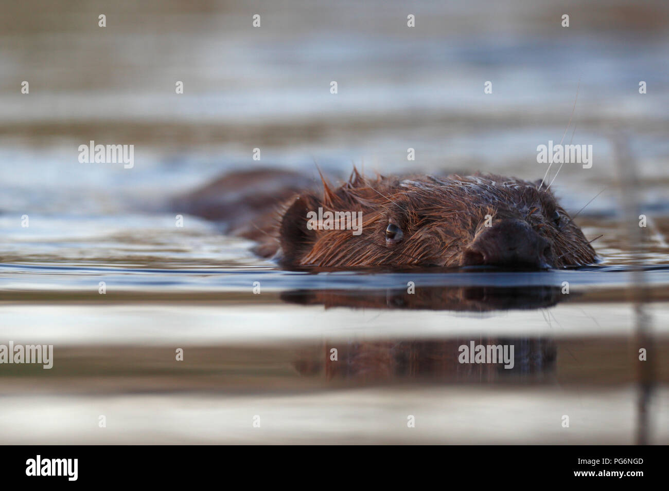 European beaver (Castor fiber) swims in the water, animal portrait, Nature Park Peenetal, Mecklenburg-Western Pomerania, Germany Stock Photo