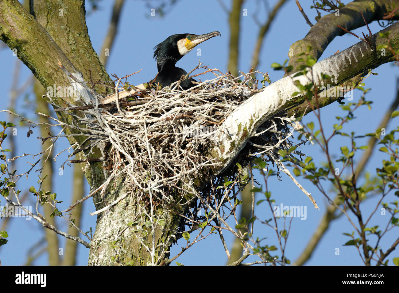 Great cormorant (Phalacrocorax carbo), adult animal in the nest on a ...