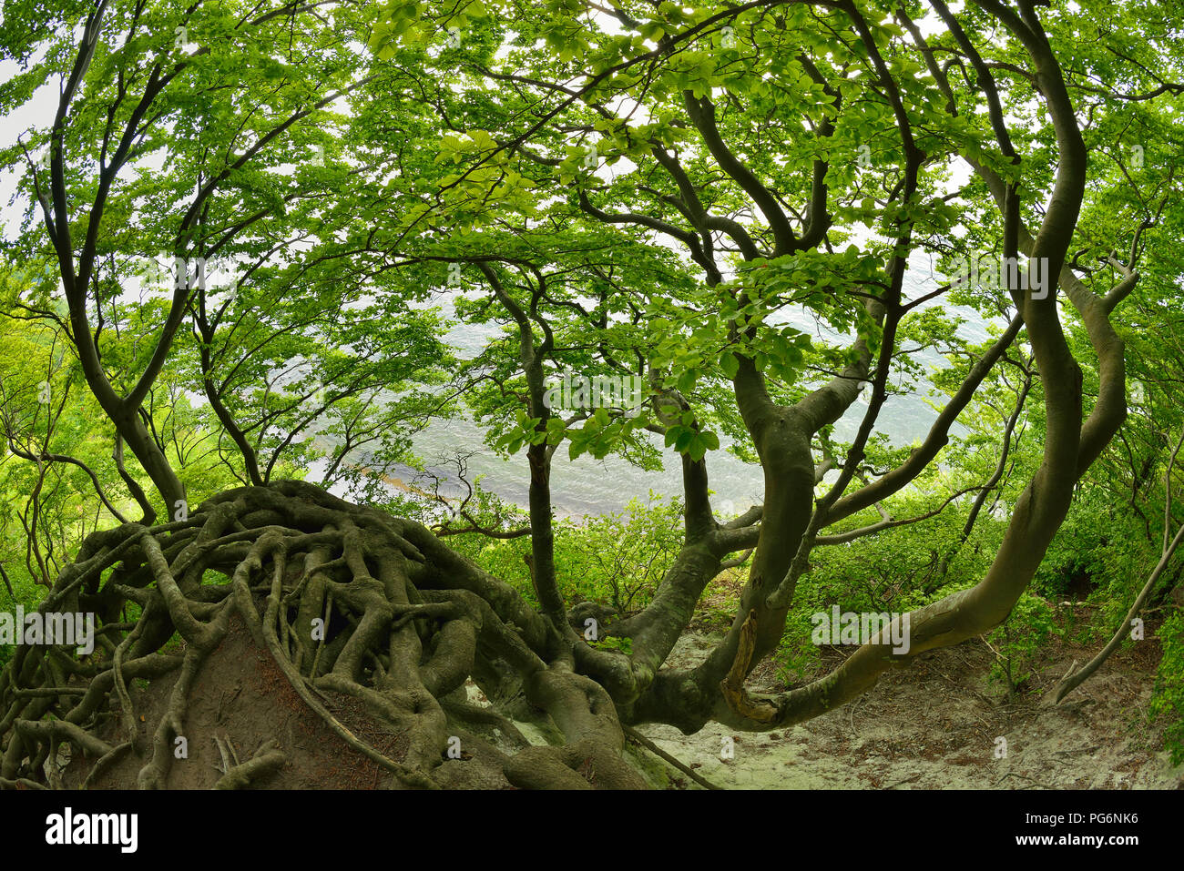 The roots of a crooked, overgrown beech cling to the edge of the steep cliffs high above the chalk cliffs, behind the Baltic Sea Stock Photo