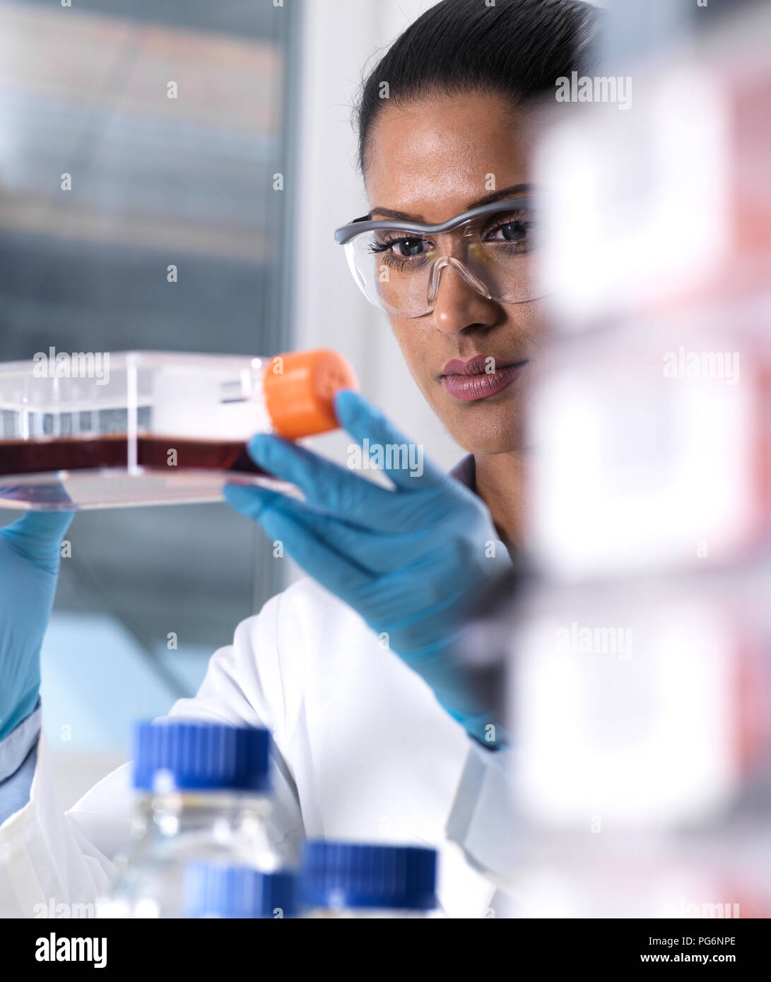 Biomedical Research, female scientist viewing stem cells developing in a culture jar during an experiment in the laboratory Stock Photo