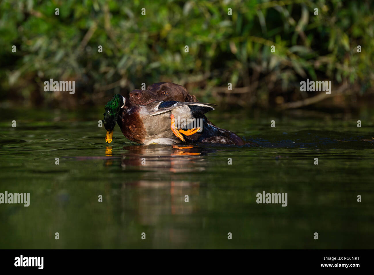 German duck breed hires stock photography and images Alamy