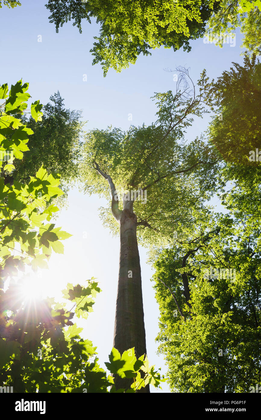 Alluvial tree trunks hi-res stock photography and images - Alamy