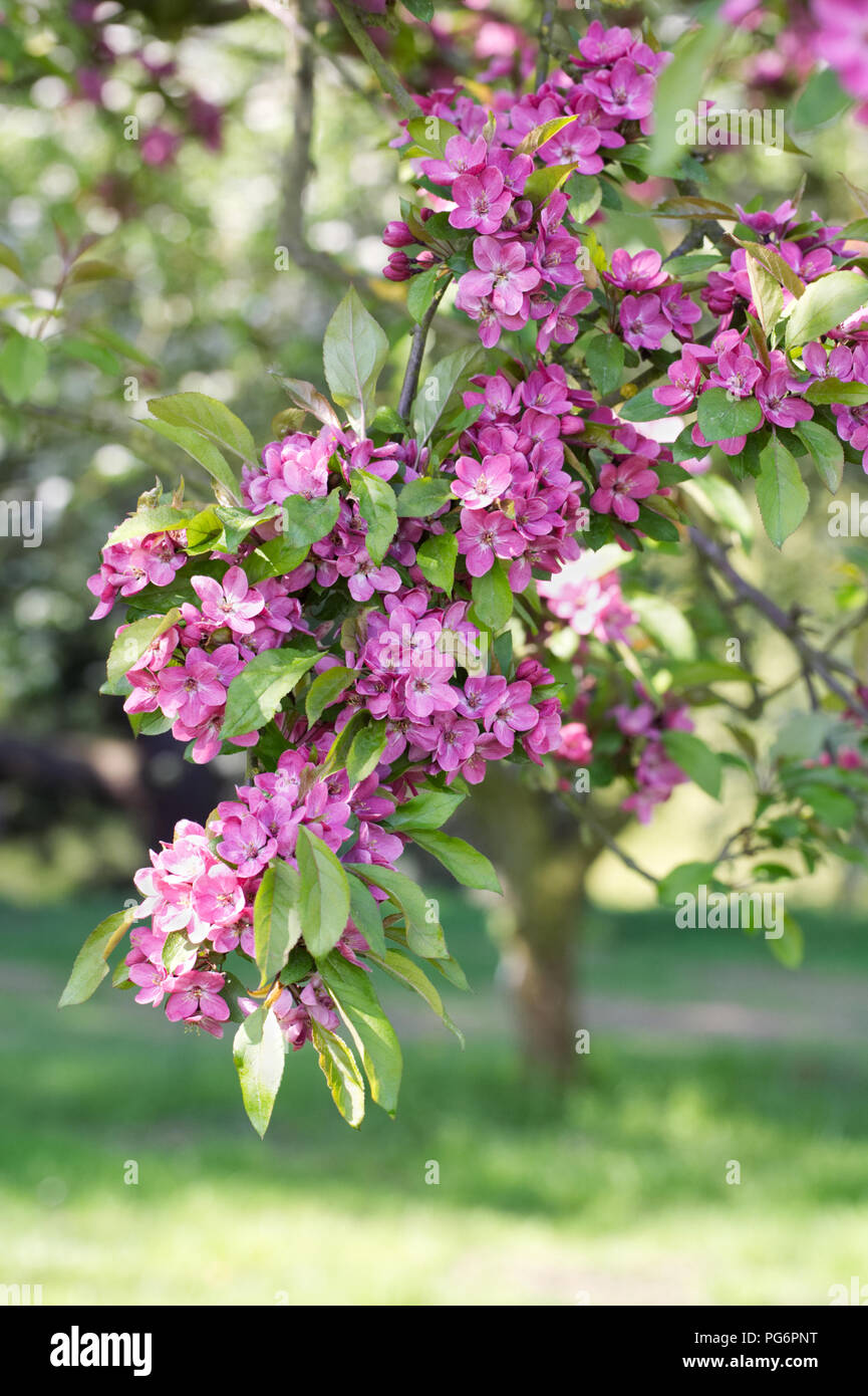 Malus blossom. Apple blossom in Spring. Stock Photo