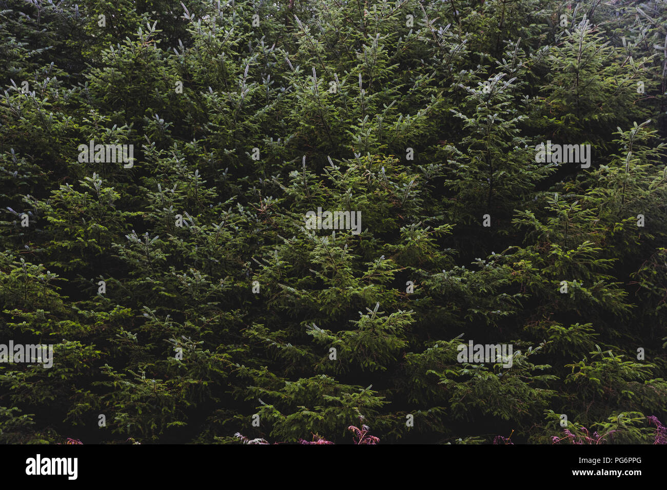 United Kingdom, England, Cumbria, Lake District, fir trees, close up Stock Photo
