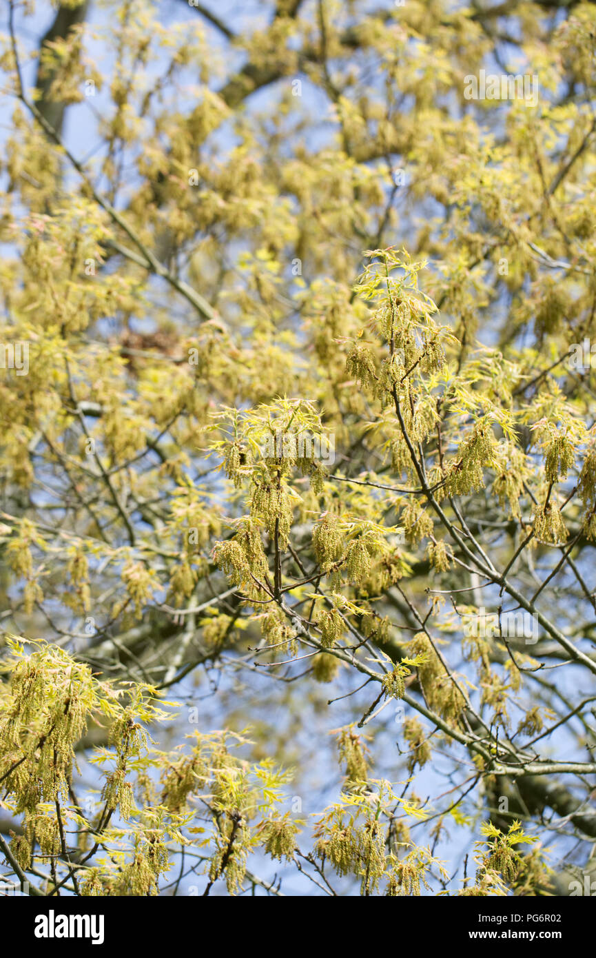 Quercus coccinea 'Splendens' flowers in Spring. Stock Photo