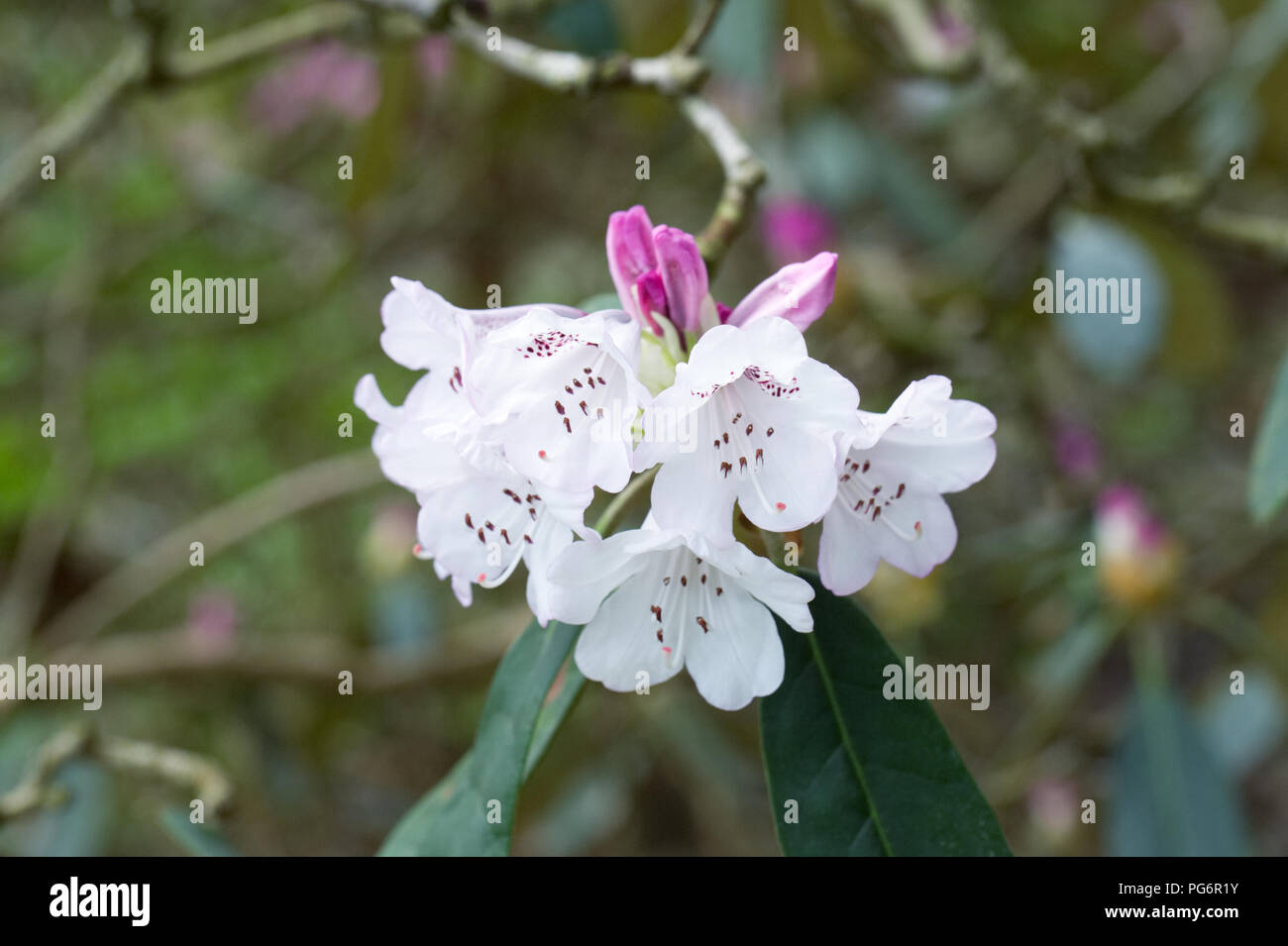 Rhododendron galactinum flowers. Stock Photo