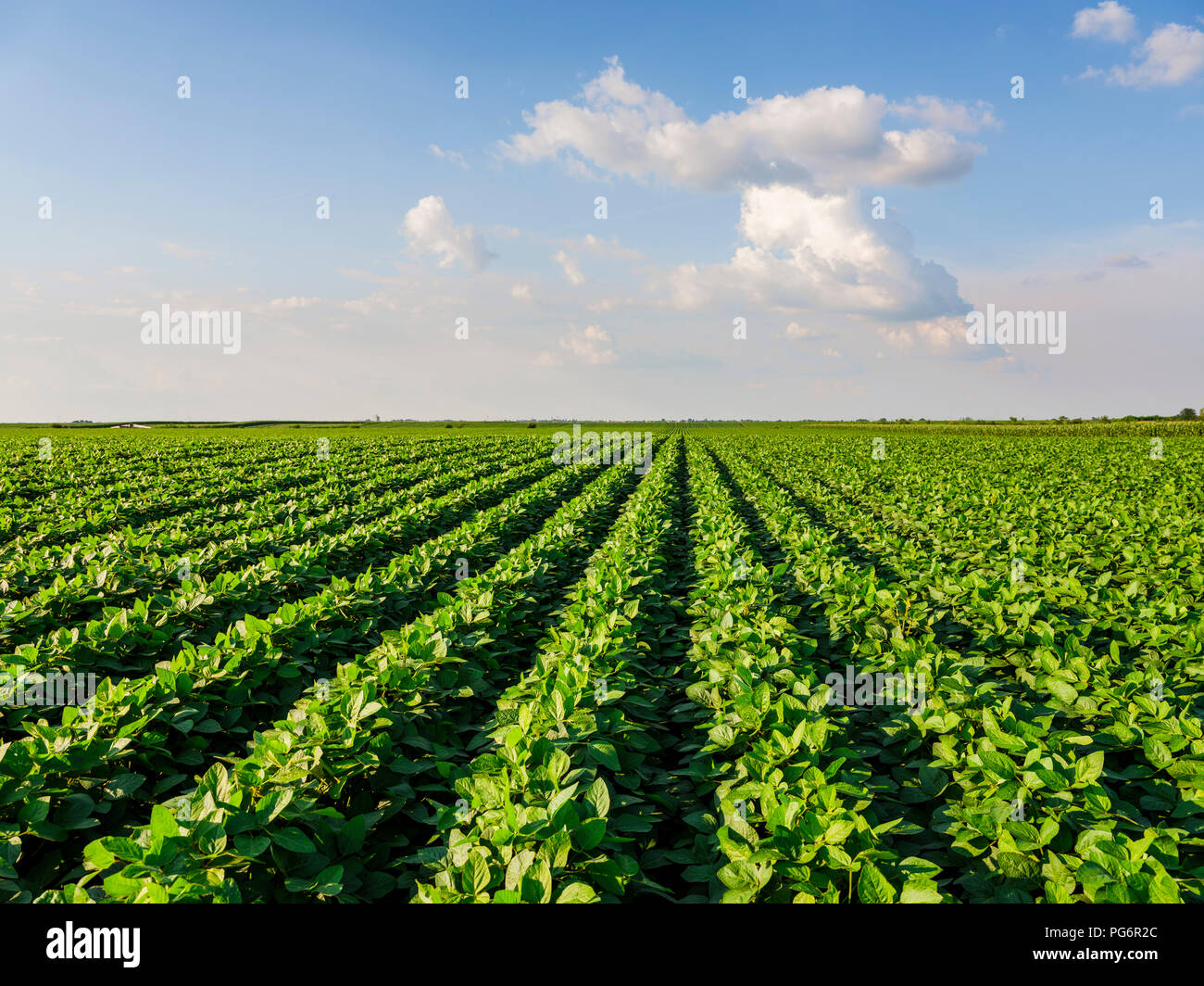 Serbia, Vojvodina. Green soybean field, Glycine max Stock Photo