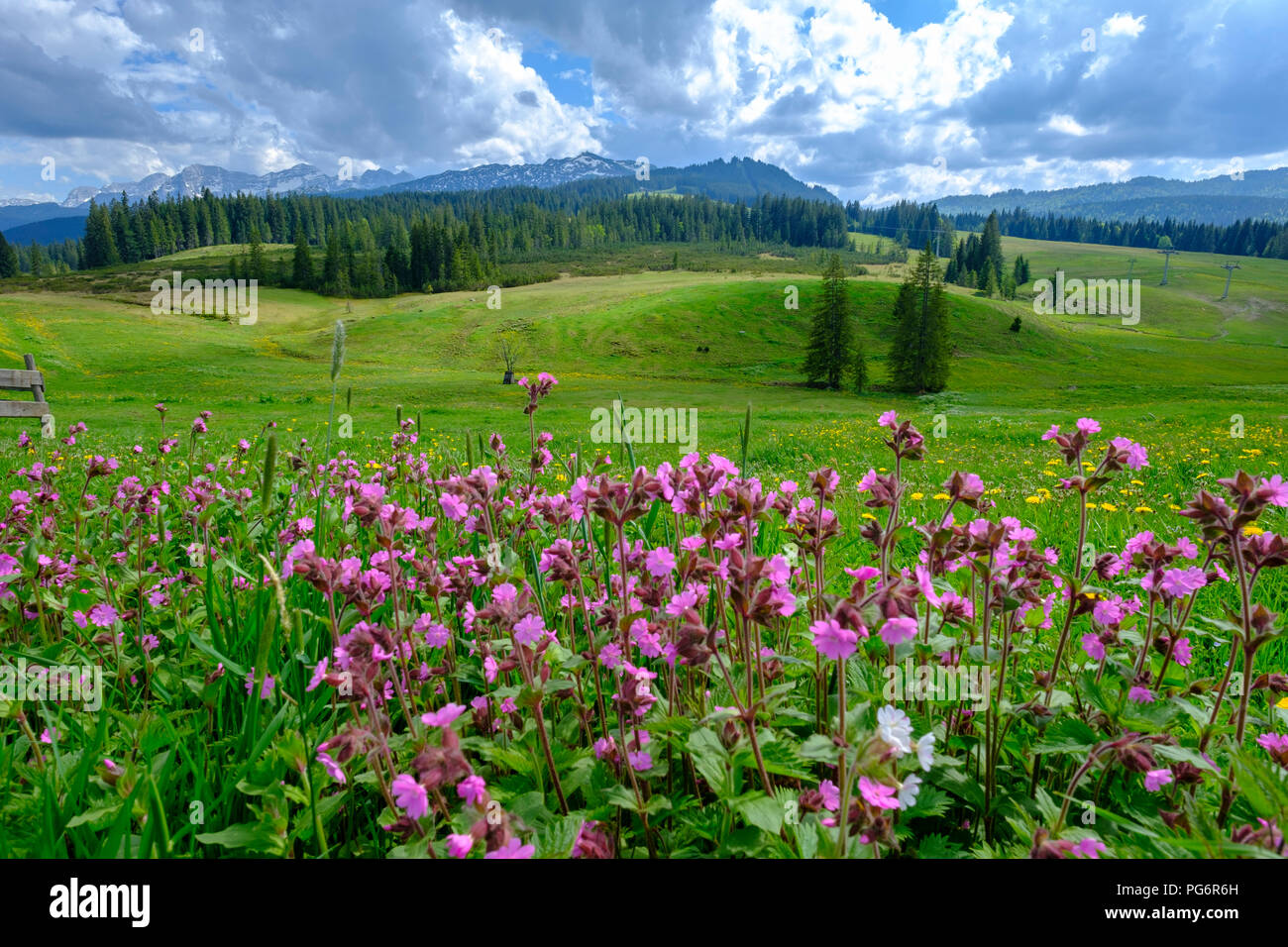 Germany, Bavaria, Upper Bavaria, Chiemgau, Winklmoosalm, Steinplatte and Loferer Steinberge, flowering red campions Stock Photo