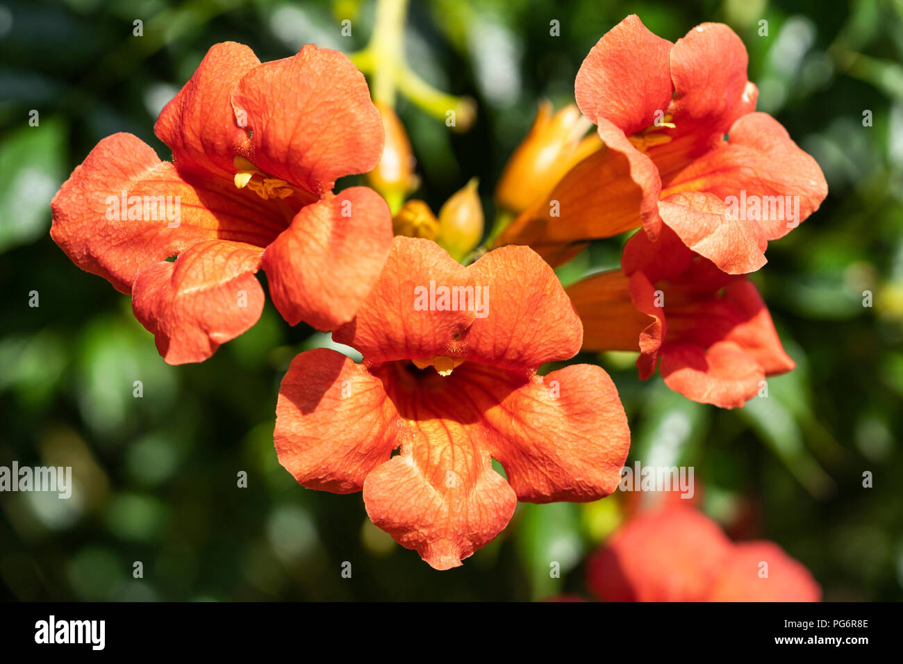 Campsis radicans (trumpet vine or trumpet creeper) is a species of flowering plant of the family Bignoniaceae. Lower Austria Stock Photo