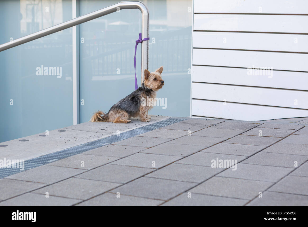 Yorkshire Terrier waiting outdoors Stock Photo