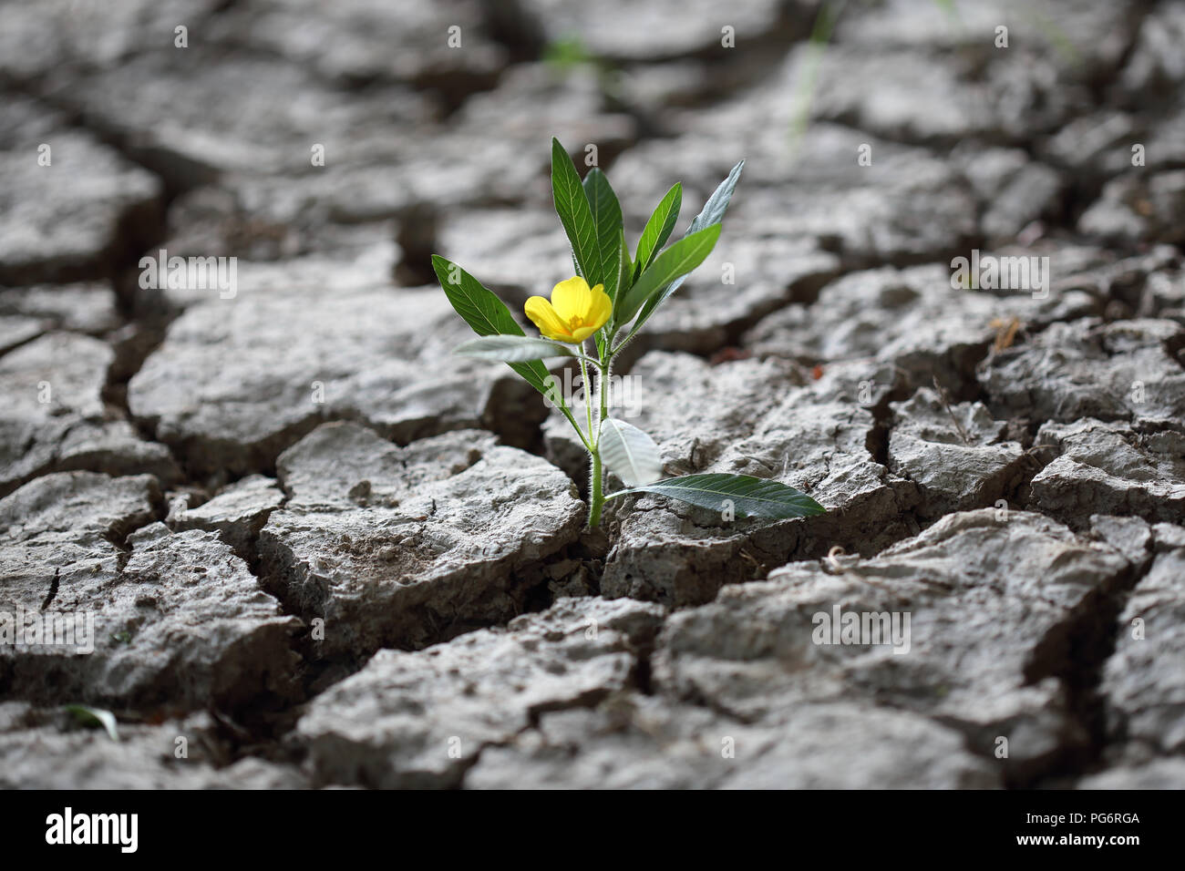 A Flourishing flower fighint through dried earth soil Stock Photo