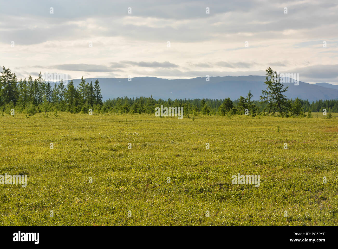Foothill tundra. Natural Park of the Polar Urals in Russia. Stock Photo