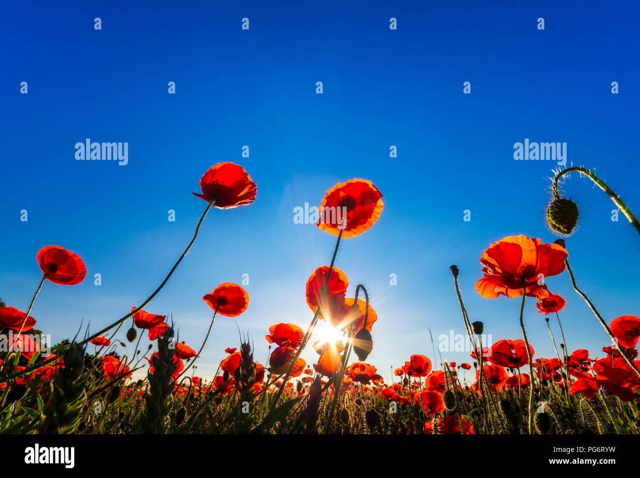 UK, Scotland, East Lothian, field of Red Poppies (Papaveraceae) Stock Photo